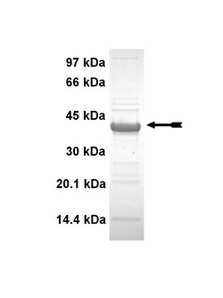 Eurofins DiscoverX TCPTP Protein 250 &mu;g | Buy Online | Eurofins DiscoverX | Fisher Scientific